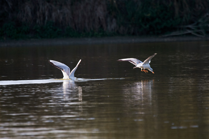 Rackov, img_9584_eos50D