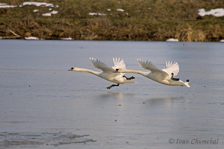 Labut velk - Mute Swan