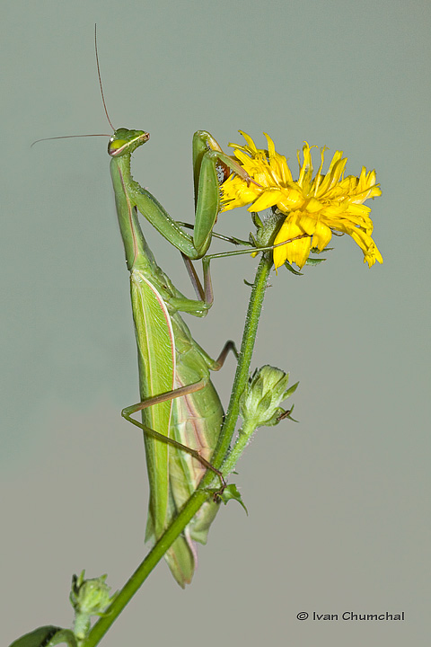 Kudlanka nbon