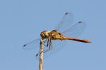 Vážka obecná (Sympetrum vulgatum)