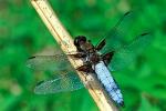 Vážka ploská (Libellula depressa)