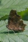 Babočka bílé C (Polygonia c-album)