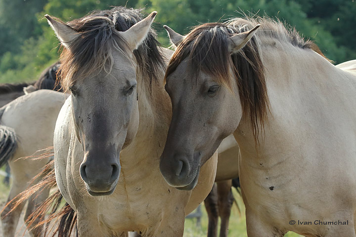 Koník polský (Pony polonicum)