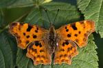 Babočka bílé C (Polygonia c-album)