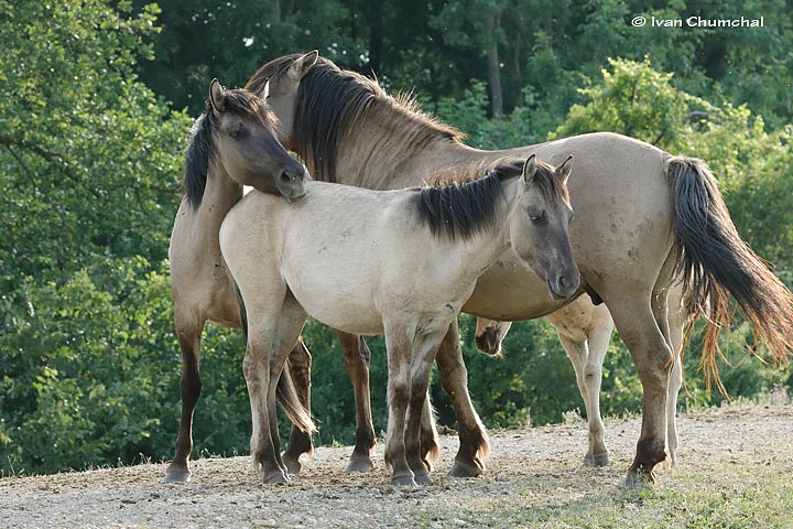 Koník polský (Pony polonicum)