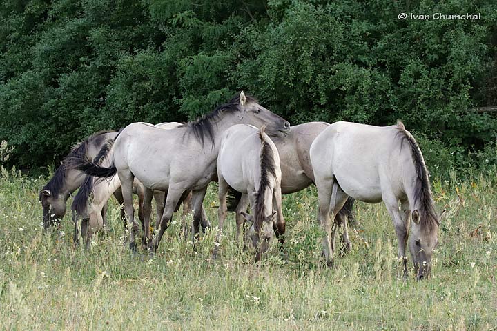 Koník polský (Pony polonicum)