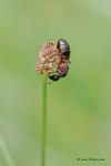 Mravenec dřevokaz (Camponotus ligniperdus)