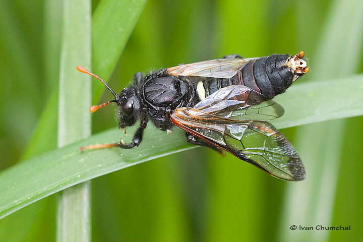 Paličatka březová (Cimbex femoratus)