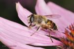 Pestřenka trubcová (Eristalis tenax)