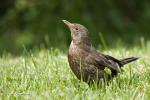 Kos černý (Turdus merula)