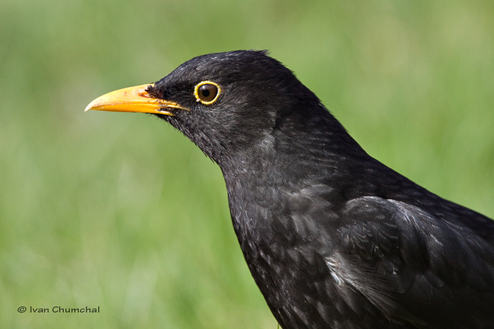 Kos černý (Turdus merula)