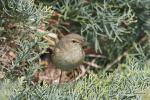 Budníček menší (Phylloscopus collybita)