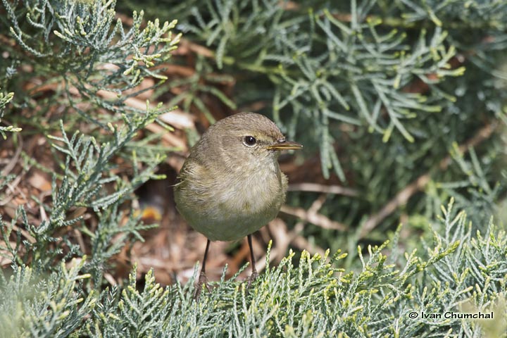 Budníček menší (Phylloscopus collybita)