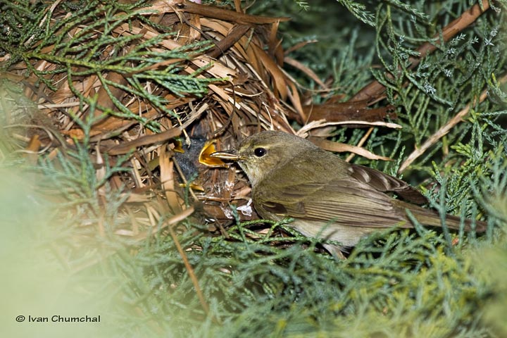 Budníček menší (Phylloscopus collybita)