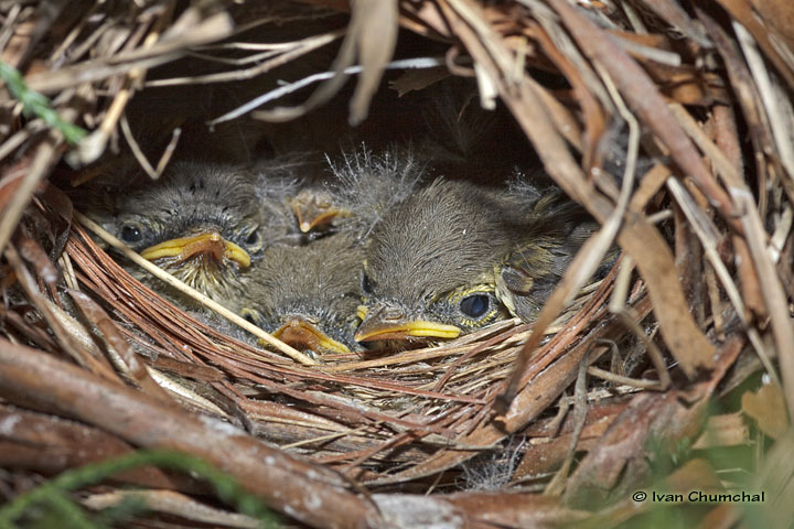 Budníček menší (Phylloscopus collybita)