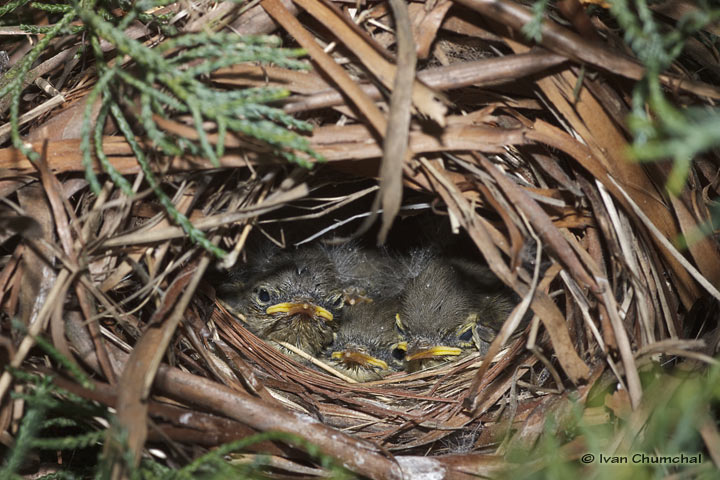 Common Chiffchaff (Phylloscopus collybita)