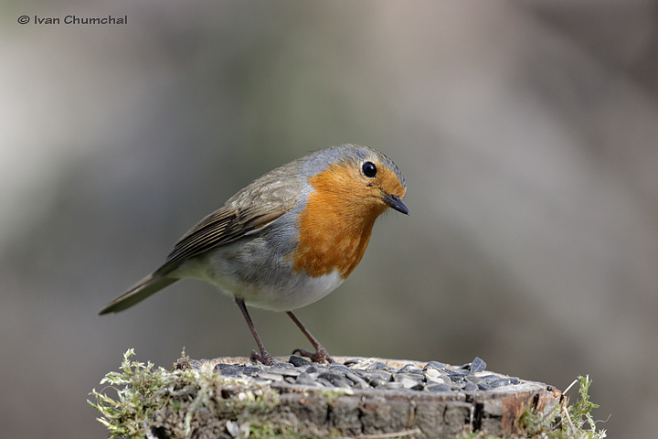 Červenka obecná (Erithacus rubecula)