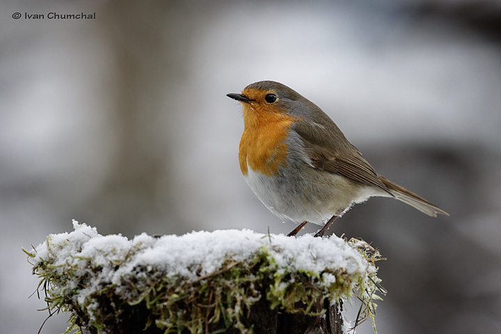 Červenka obecná (Erithacus rubecula)