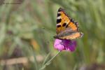 Babočka kopřivová (Aglais urticae)