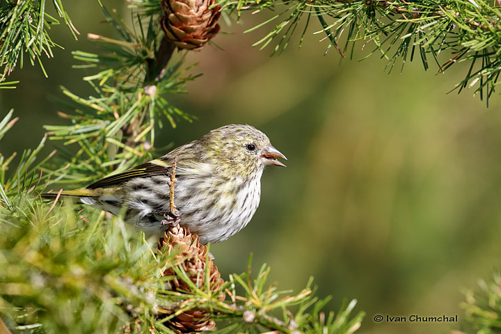 Čížek lesní (Carduelis spinus)