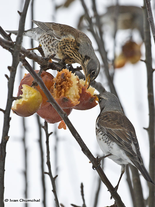 Drozd kvíčala (Turdus pilaris)