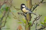 Sýkora konadra (Parus major)