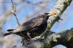 Špaček obecný (Sturnus vulgaris)