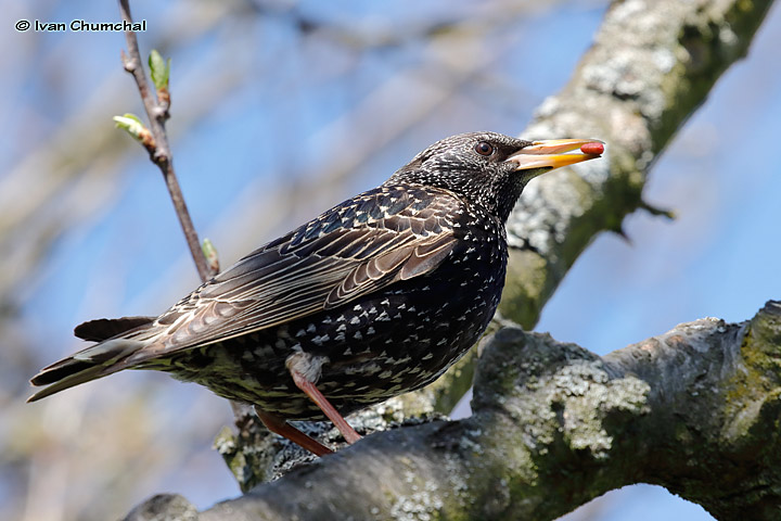 Špaček obecný (Sturnus vulgaris)