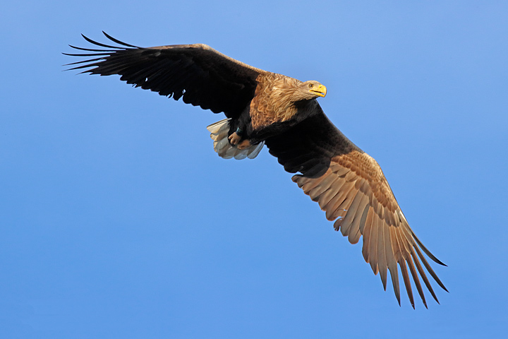 Orel mořský (Haliaeetus albicilla)