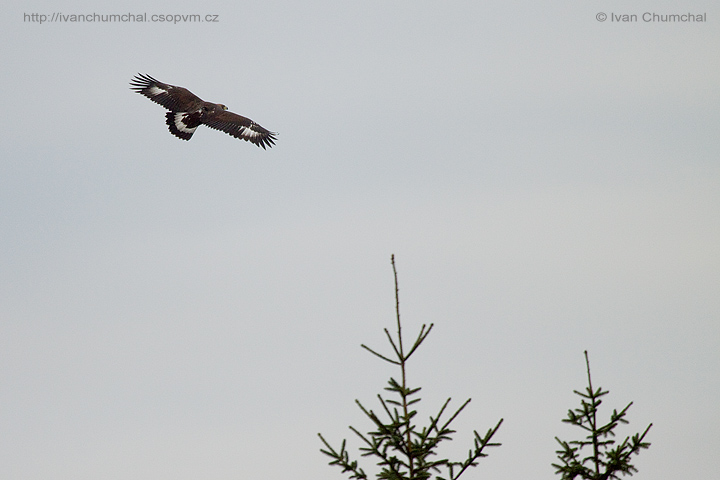 Orel skalní (Aquila chrysaetos)