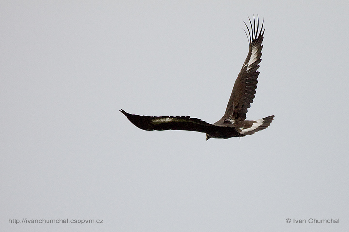 Orel skalní (Aquila chrysaetos)