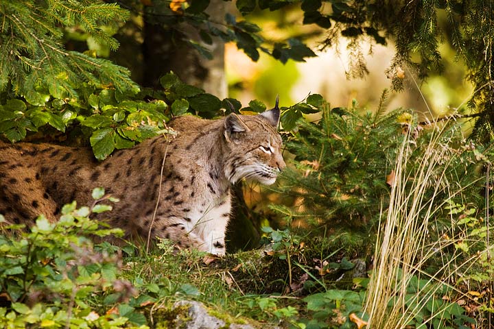 Rys ostrovid (Lynx lynx)