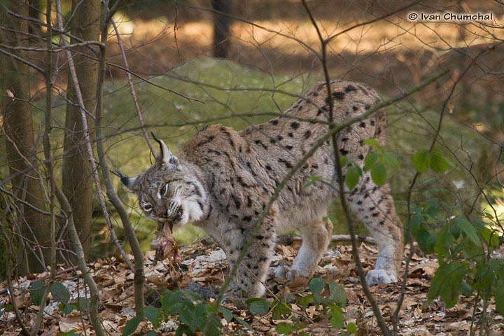 Rys ostrovid (Lynx lynx)