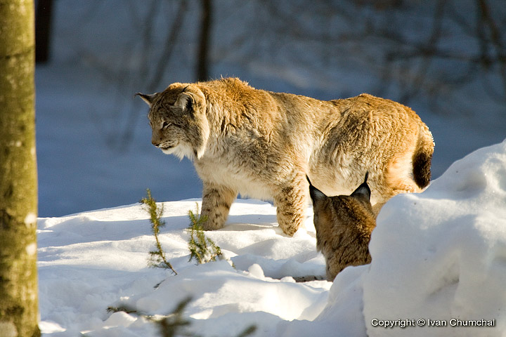 Rys ostrovid (Lynx lynx)