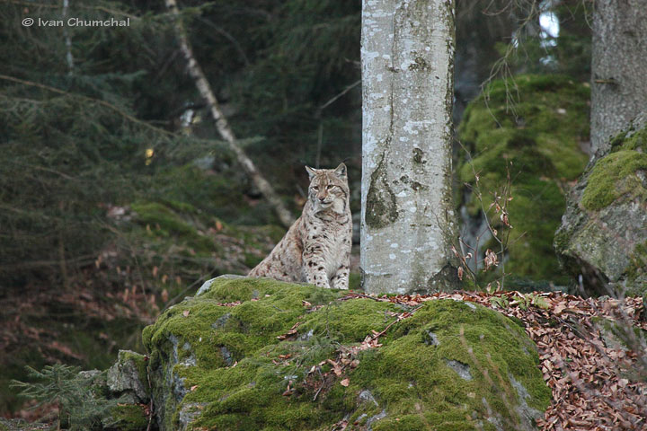 Rys ostrovid (Lynx lynx)