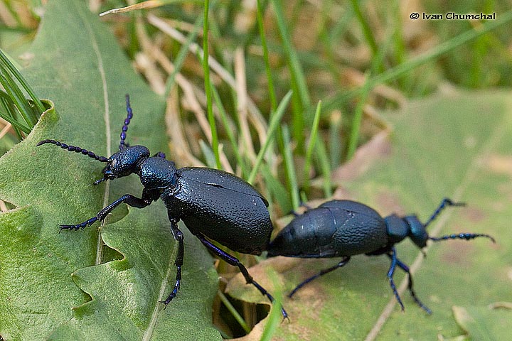 Majka obecná (Meloe proscarabaeus)