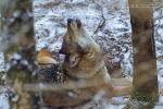 Vlk eurasijský (Canis lupus lupus)