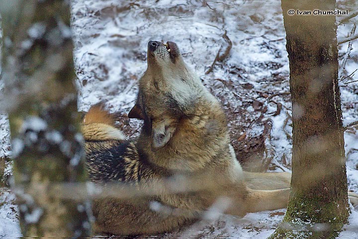 Vlk eurasijský (Canis lupus lupus)