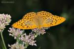 Perleťovec stříbropásek (Argynnis paphia)