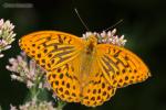 Perleťovec stříbropásek (Argynnis paphia)