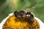 Pestřenka trubcová (Eristalis tenax)