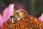 Pestřenka trubcová (Eristalis tenax)