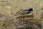 Lupice vznešená (Poecilobothrus nobilitatus )