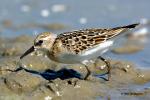 Jespák malý (Calidris minuta)