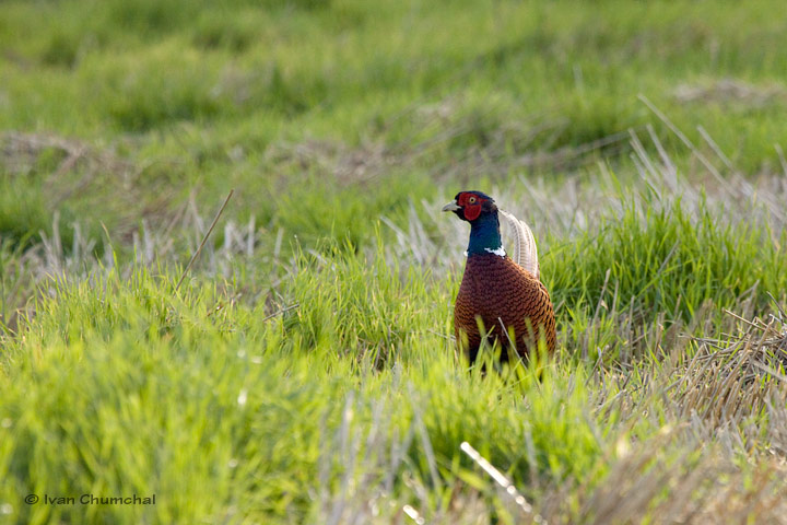 Bažant obecný (Phasianus colchicus)