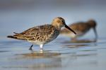 Jespák obecný (Calidris alpina)