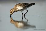 Jespák obecný (Calidris alpina)