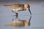 Jespák obecný (Calidris alpina)