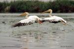 Pelikán bílý (Pelecanus onocrotalus)