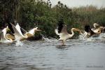 Pelikán bílý (Pelecanus onocrotalus)